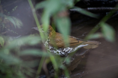 Hylocichla mustelina