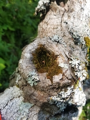 Anacamptodon splachnoides