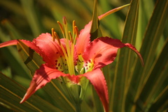 Lilium catesbaei