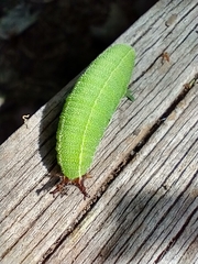 Asterocampa celtis
