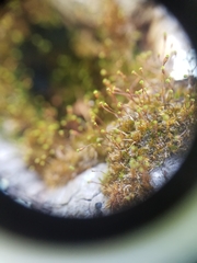 Anacamptodon splachnoides
