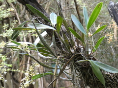 Epidendrum stamfordianum