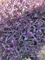 Tradescantia pallida
