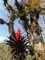 Tillandsia imperialis