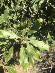 Euclea natalensis natalensis