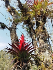 Tillandsia imperialis