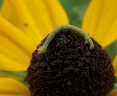 Chlorochlamys chloroleucaria