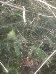 Mecynogea lemniscata