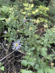 Symphyotrichum shortii