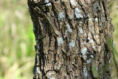 Physcia millegrana