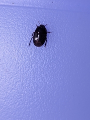 Pangaeus bilineatus