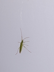 Trigonotylus