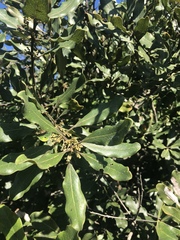 Euclea natalensis natalensis