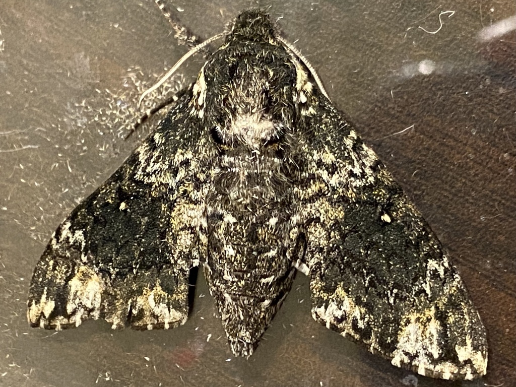 Pawpaw Sphinx from Scripture St, Denton, TX, US on September 13, 2022 ...