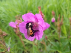 Bombus ephippiatus