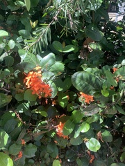 Ixora
