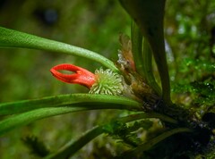 (c) Alan Rockefeller, some rights reserved (CC BY) Specklinia tribuloides, photograph (c) Alan Rockefeller, some rights reserved (CC BY)