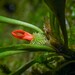 Specklinia tribuloides - Photo (c) Alan Rockefeller, some rights reserved (CC BY), uploaded by Alan Rockefeller