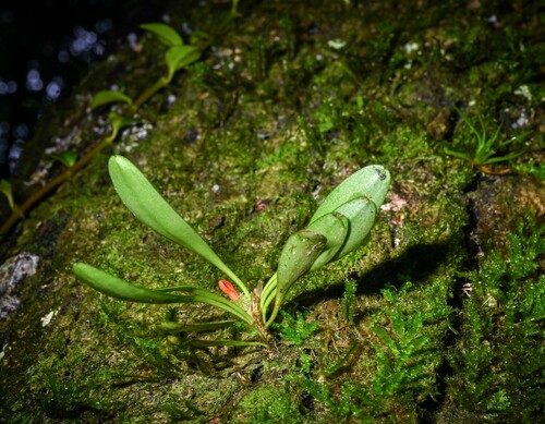 Specklinia tribuloides, photograph 6