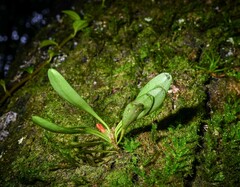 Specklinia tribuloides, photograph (c) Alan Rockefeller, some rights reserved (CC BY)