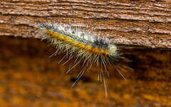 Spilosomina