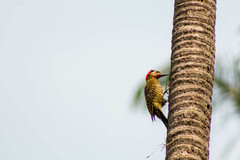 Colaptes melanochloros