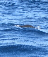 Balaenoptera edeni brydei