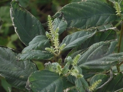 Achyranthes japonica