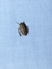 Negosiana dualis