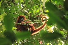 Alouatta seniculus