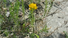 Isocoma hartwegii