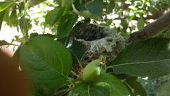 Passer domesticus