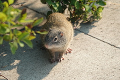 Poliocitellus franklinii