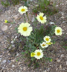 Layia glandulosa