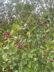 Crataegus chrysocarpa