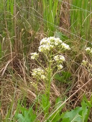 Senecio bonariensis