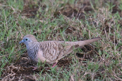 Geopelia placida