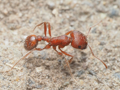 Pogonomyrmex occidentalis