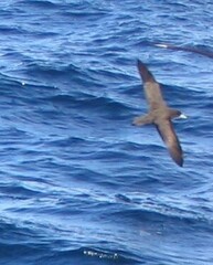 Procellaria aequinoctialis