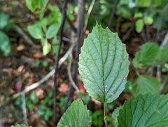 Viburnum dentatum