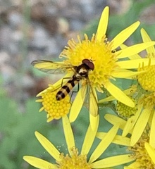 Meliscaeva cinctella image