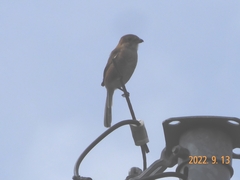 Lanius bucephalus
