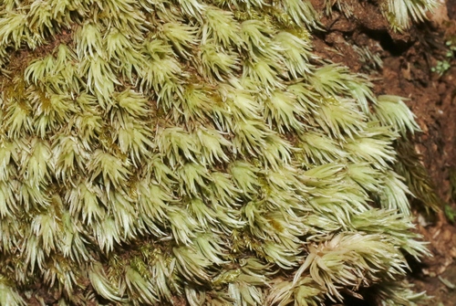 Leucobryum seemannii