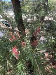 Melaleuca viminalis
