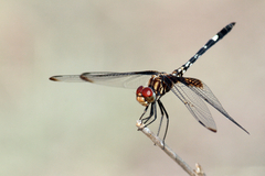 Dythemis fugax