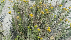 Isocoma hartwegii