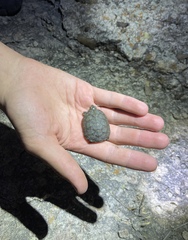 Kinosternon sonoriense