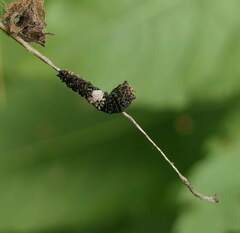 Limenitis