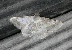 Frederickia nigricomma