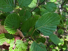 Viburnum dentatum